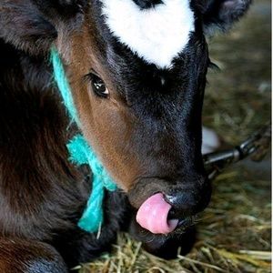 Meet your Posher, Leah